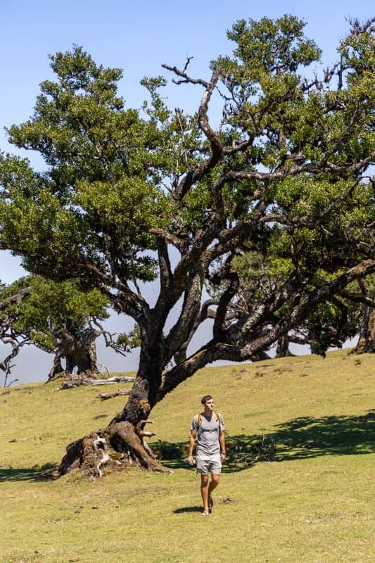 Fanal Forest, Madeira