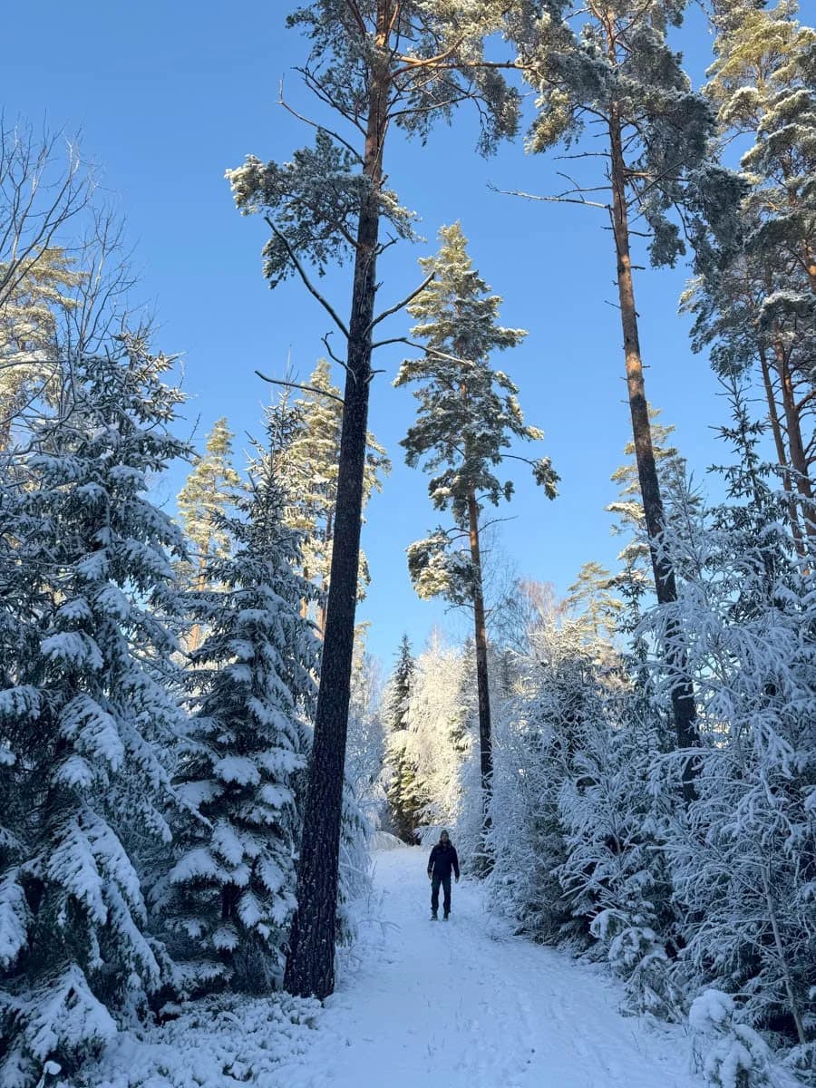 The wild forest in Sweden
